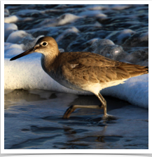 Willet - Surf